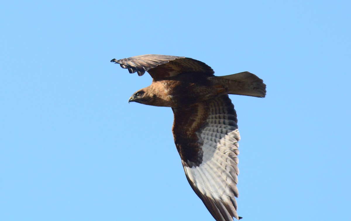 Himalayan Buzzard - ML559007921