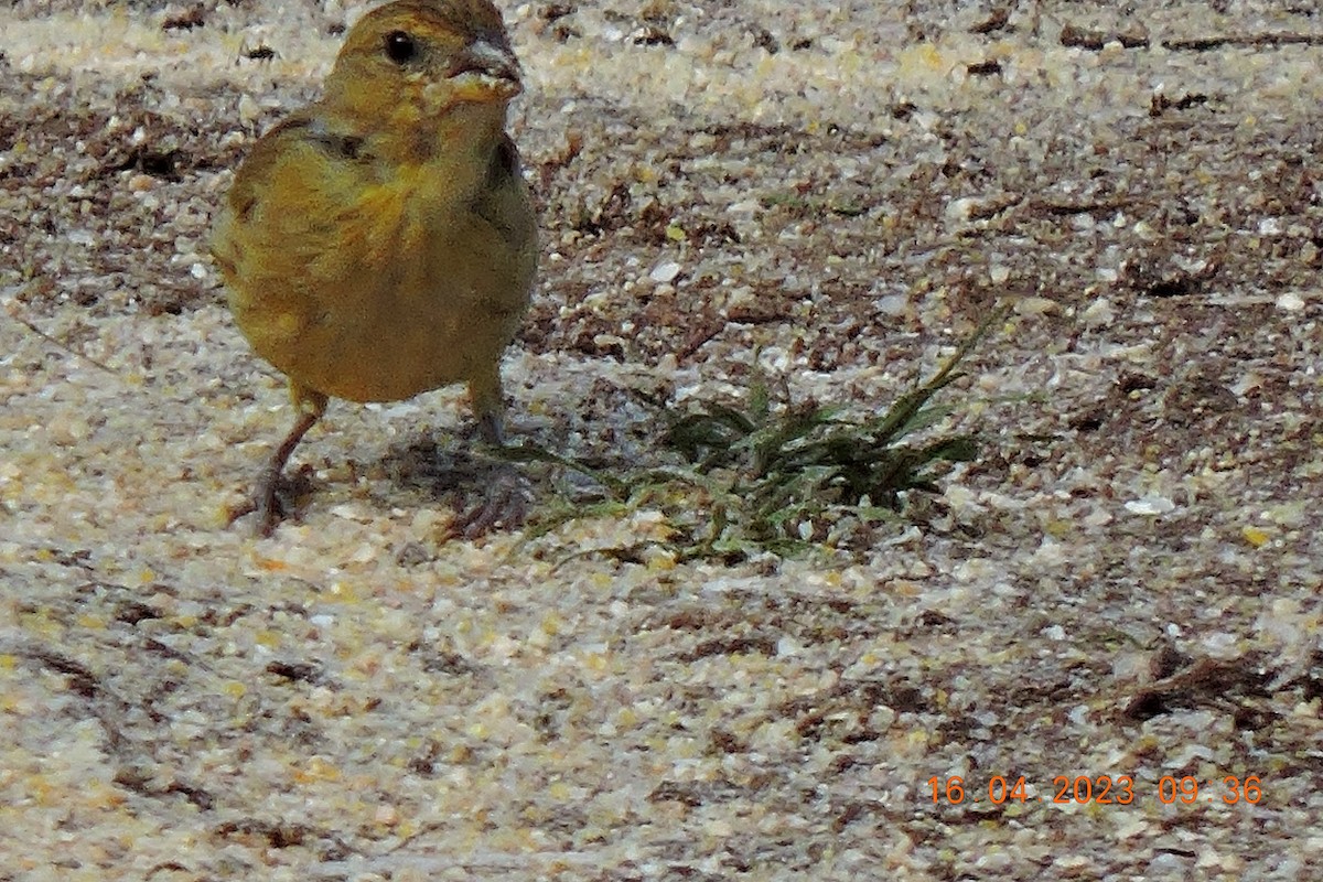 Saffron Finch - ML559008641