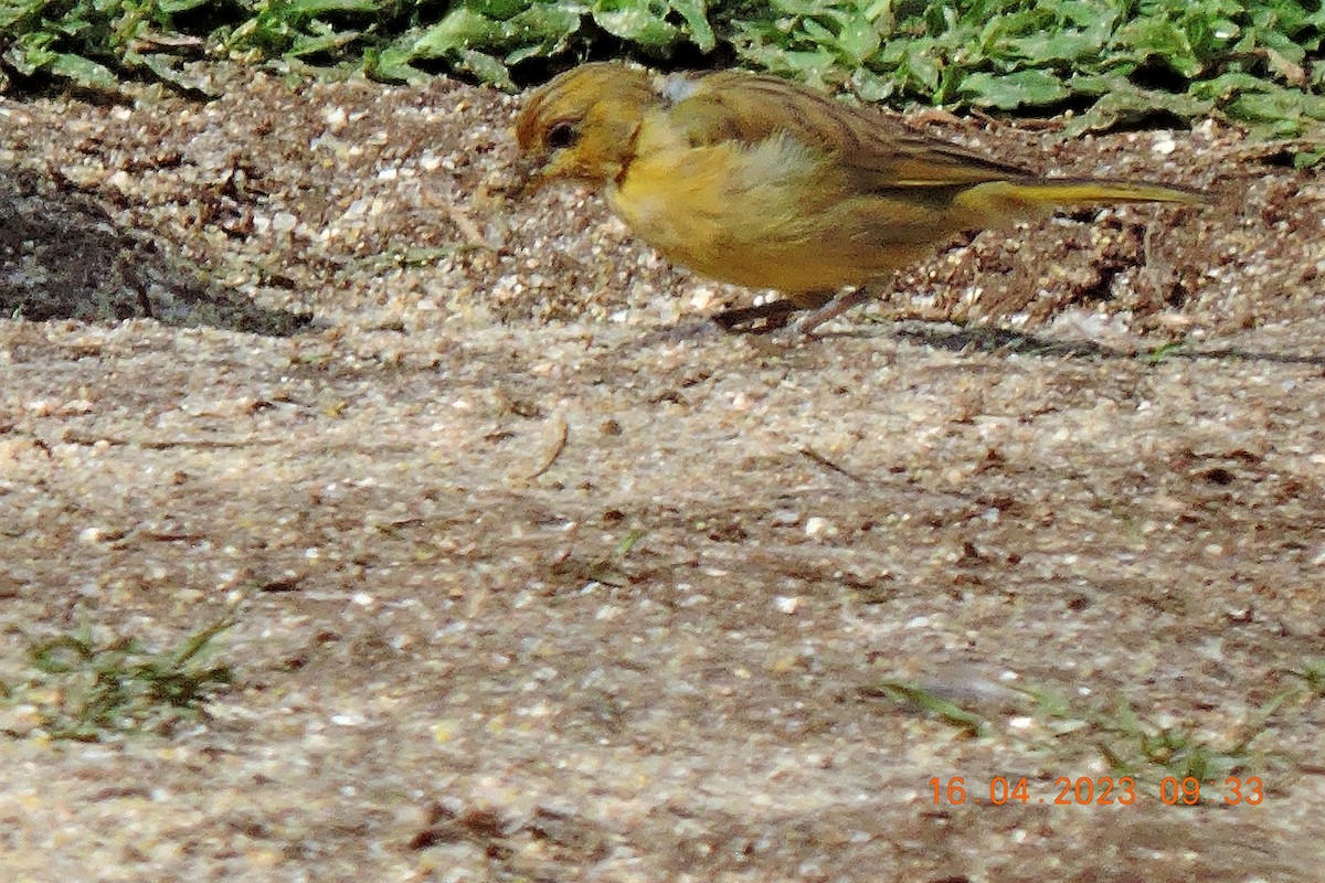Saffron Finch - ML559008841