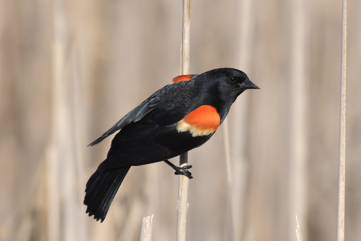 Red-winged Blackbird - ML559009691