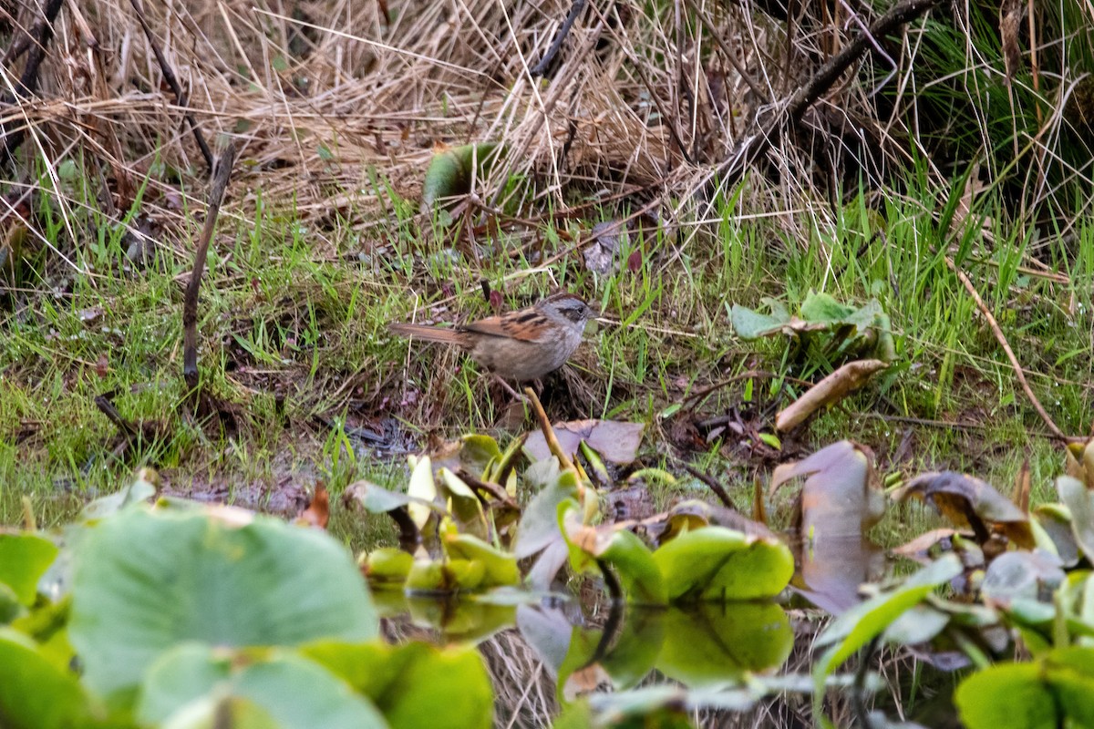 Swamp Sparrow - ML559009911