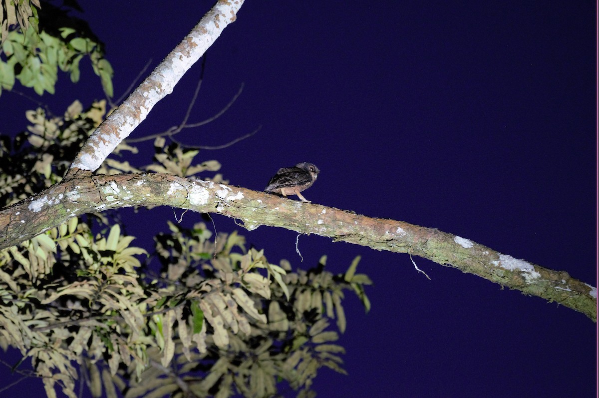 Amazon Puhucuğu (watsonii) - ML559009941