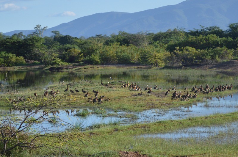 White-faced Whistling-Duck - ML55901011