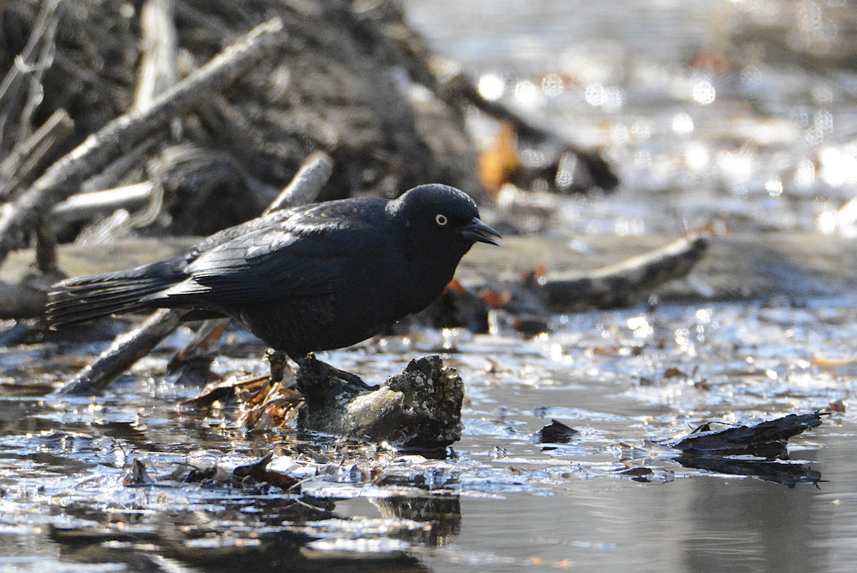 Rusty Blackbird - ML559011081