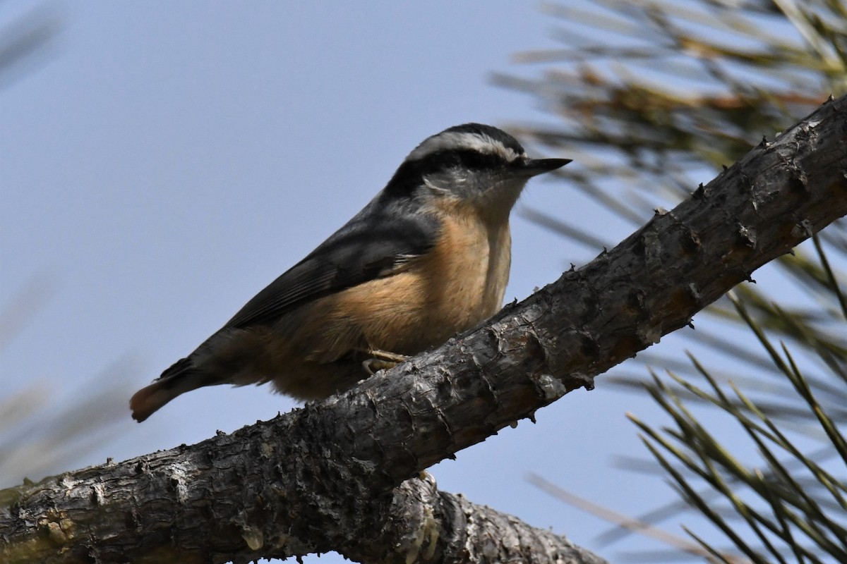 Red-breasted Nuthatch - ML559011411
