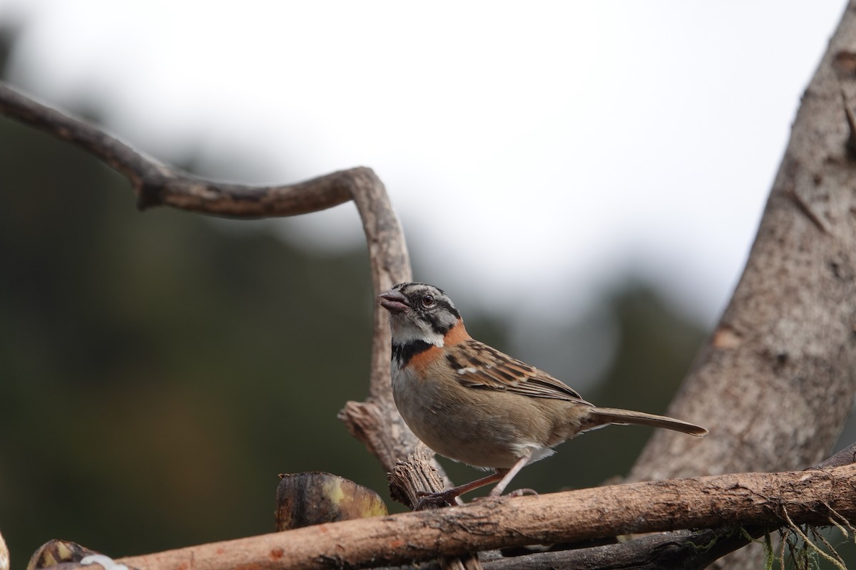 Rufous-collared Sparrow - ML559012111