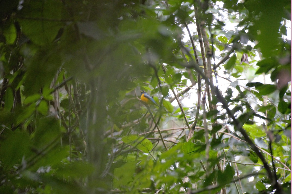 Green-backed Trogon - ML559012411