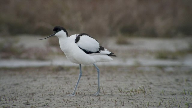 Avocette élégante - ML559012701