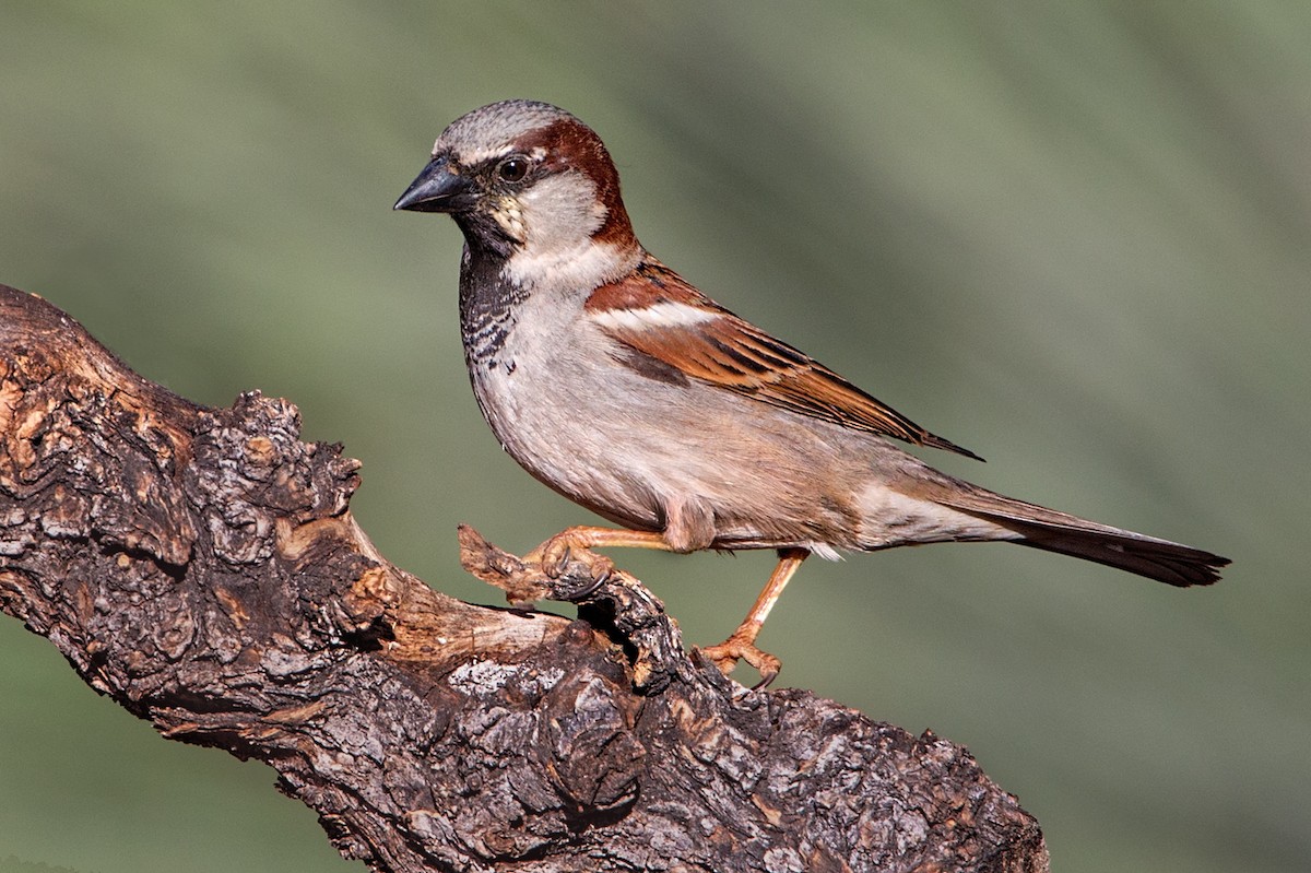 House Sparrow - ML55901471