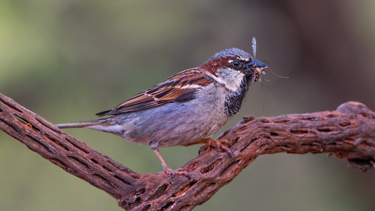 House Sparrow - ML55901521