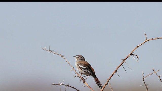 White-browed Scrub-Robin - ML559015491