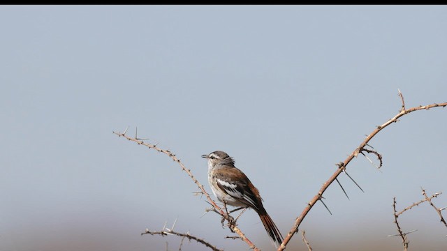 Red-backed Scrub-Robin - ML559015491