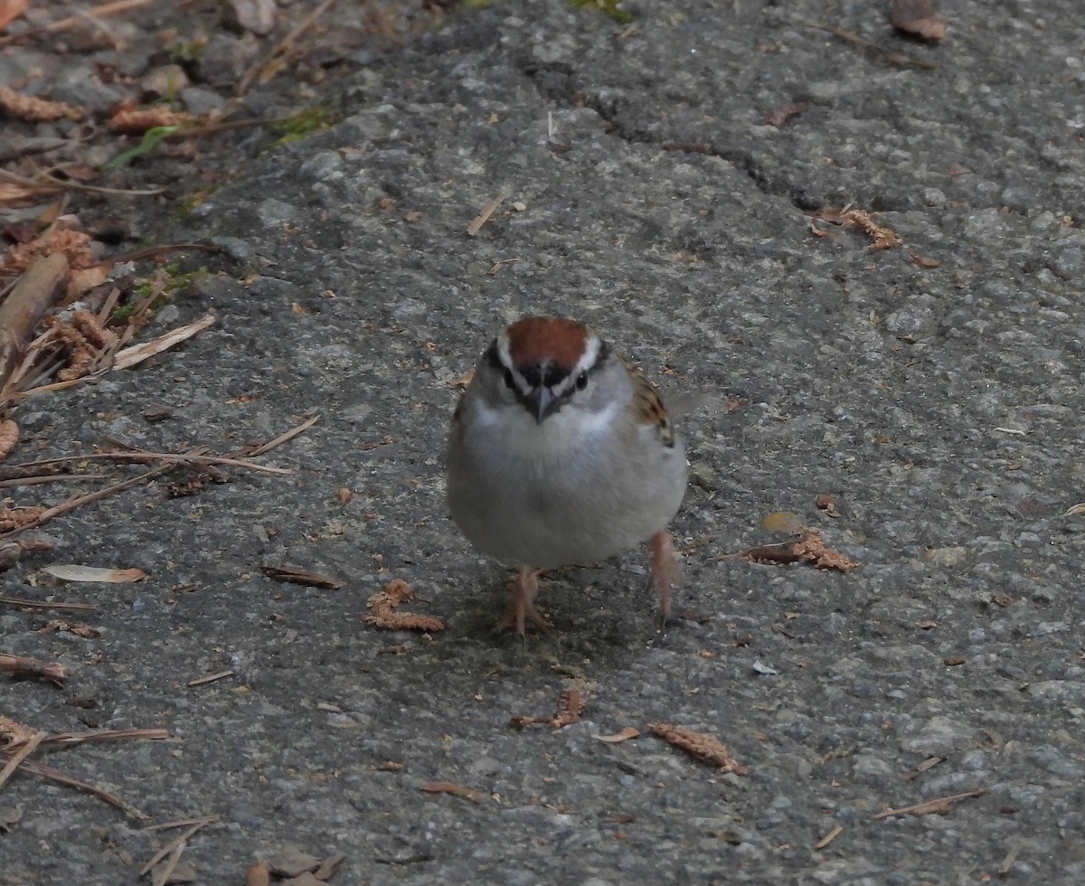 Chipping Sparrow - ML559017131