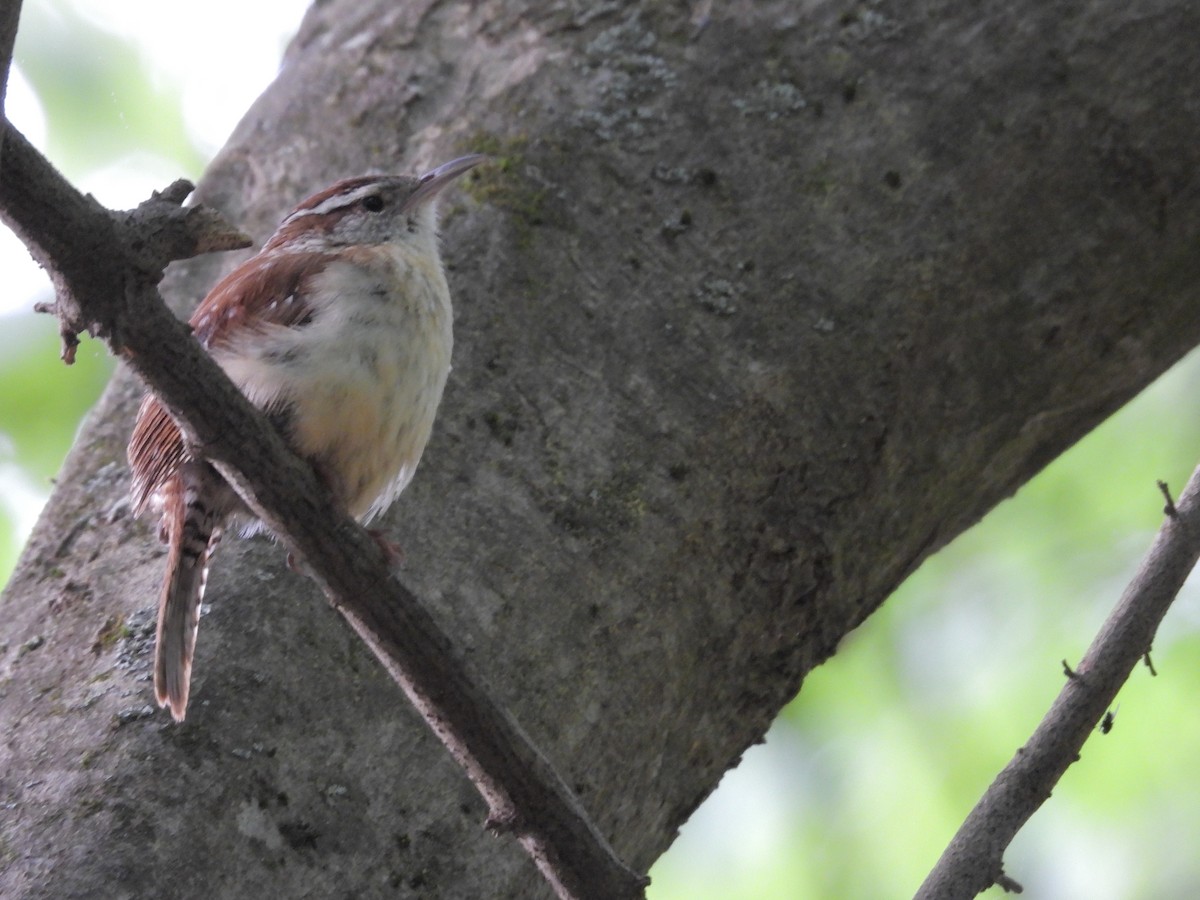 Carolina Wren - ML559017191