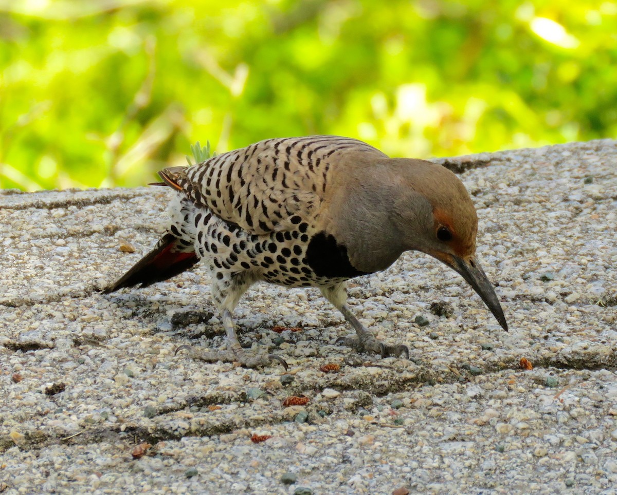 Northern Flicker - Petra Clayton