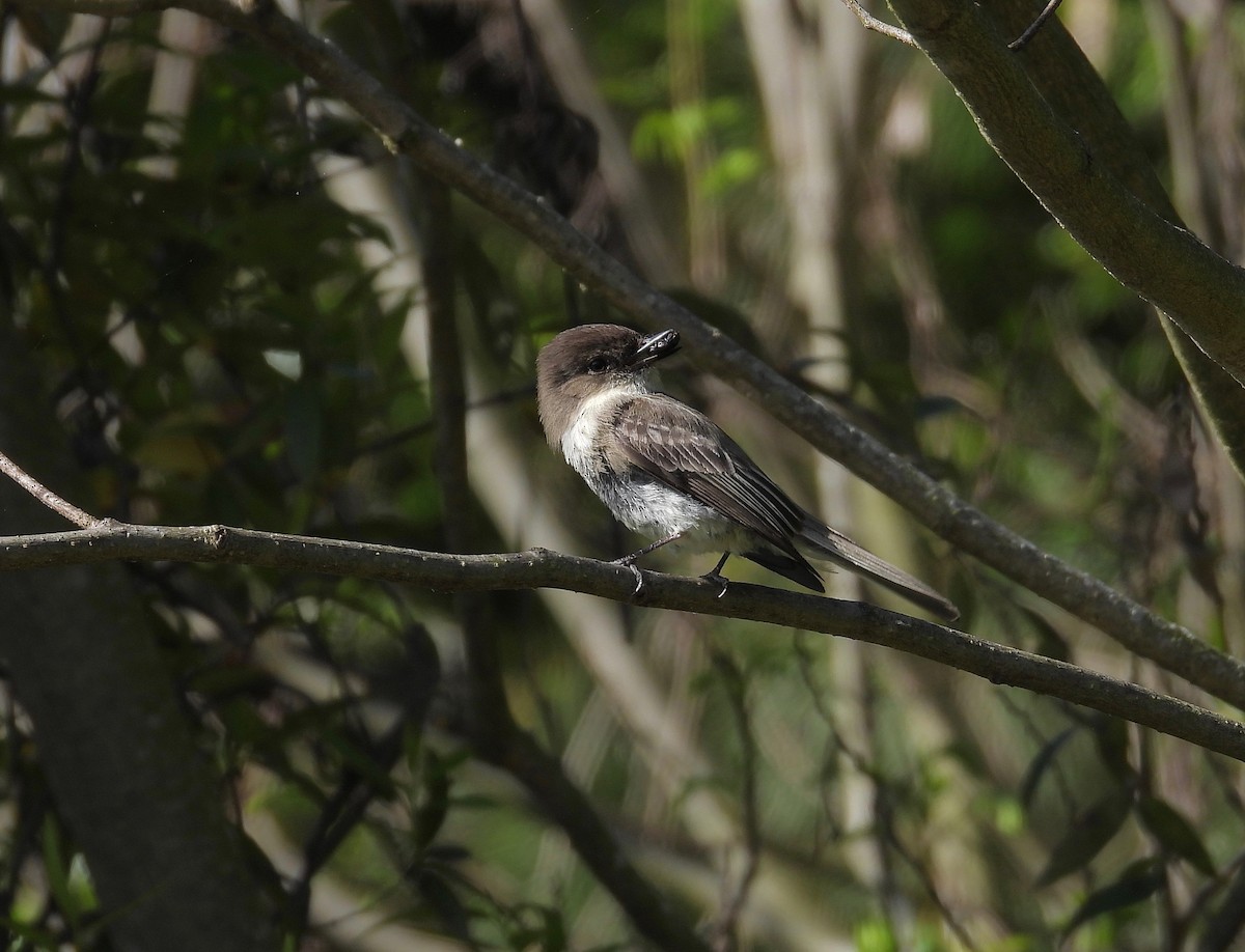 Eastern Phoebe - ML559018161