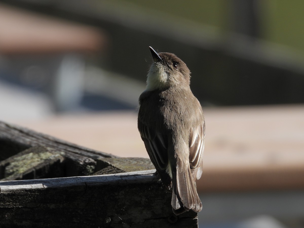 Eastern Phoebe - ML559018211