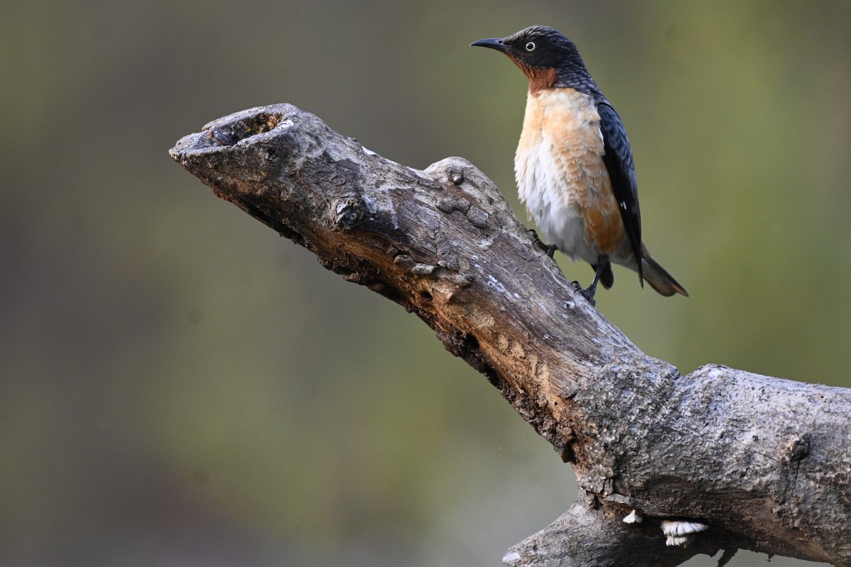 Spot-winged Starling - ML559018251