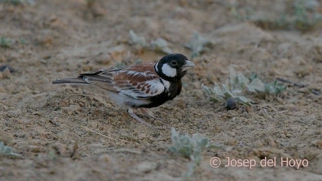 Chestnut-backed Sparrow-Lark - ML559018371