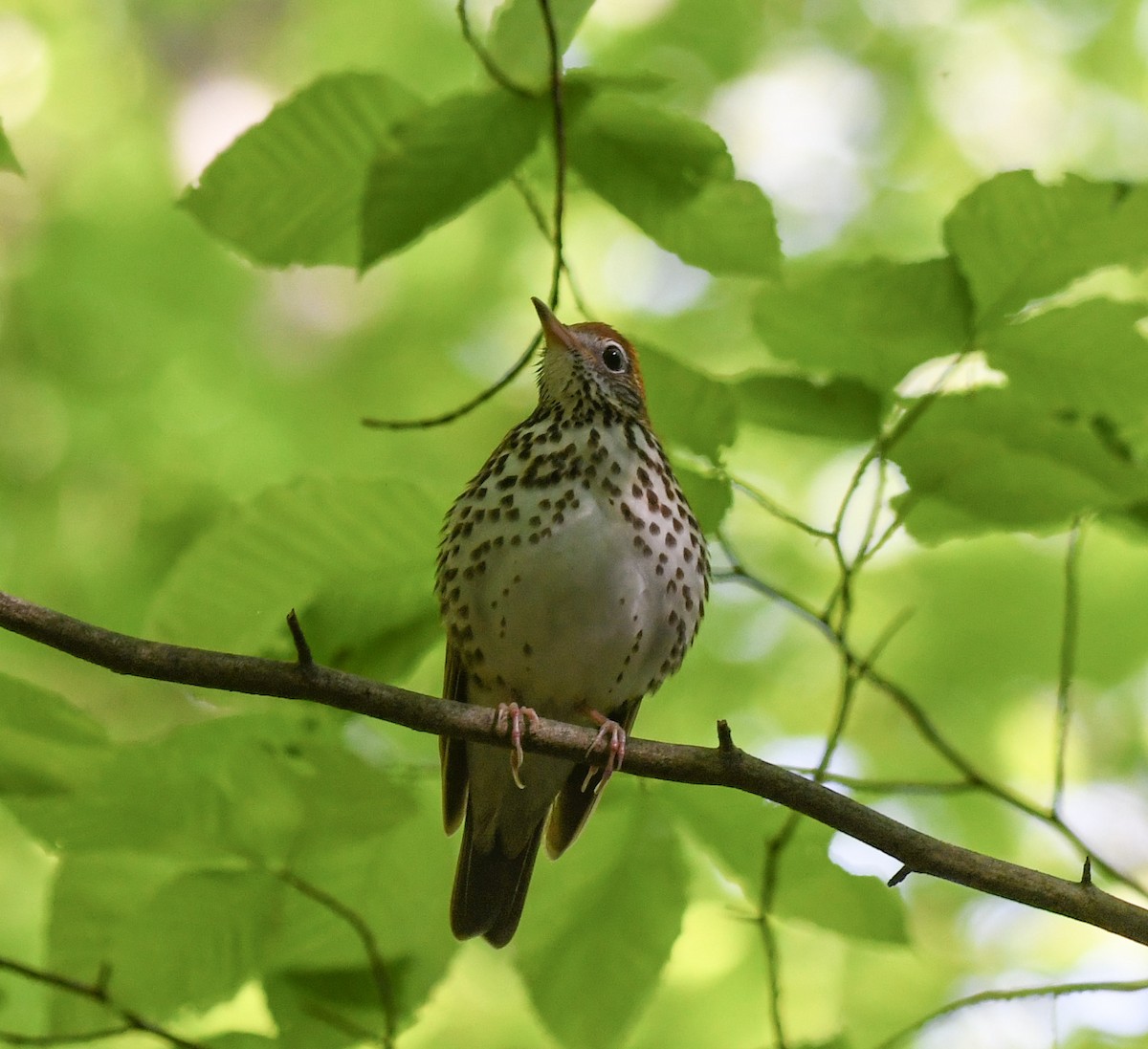 Wood Thrush - ML559018421