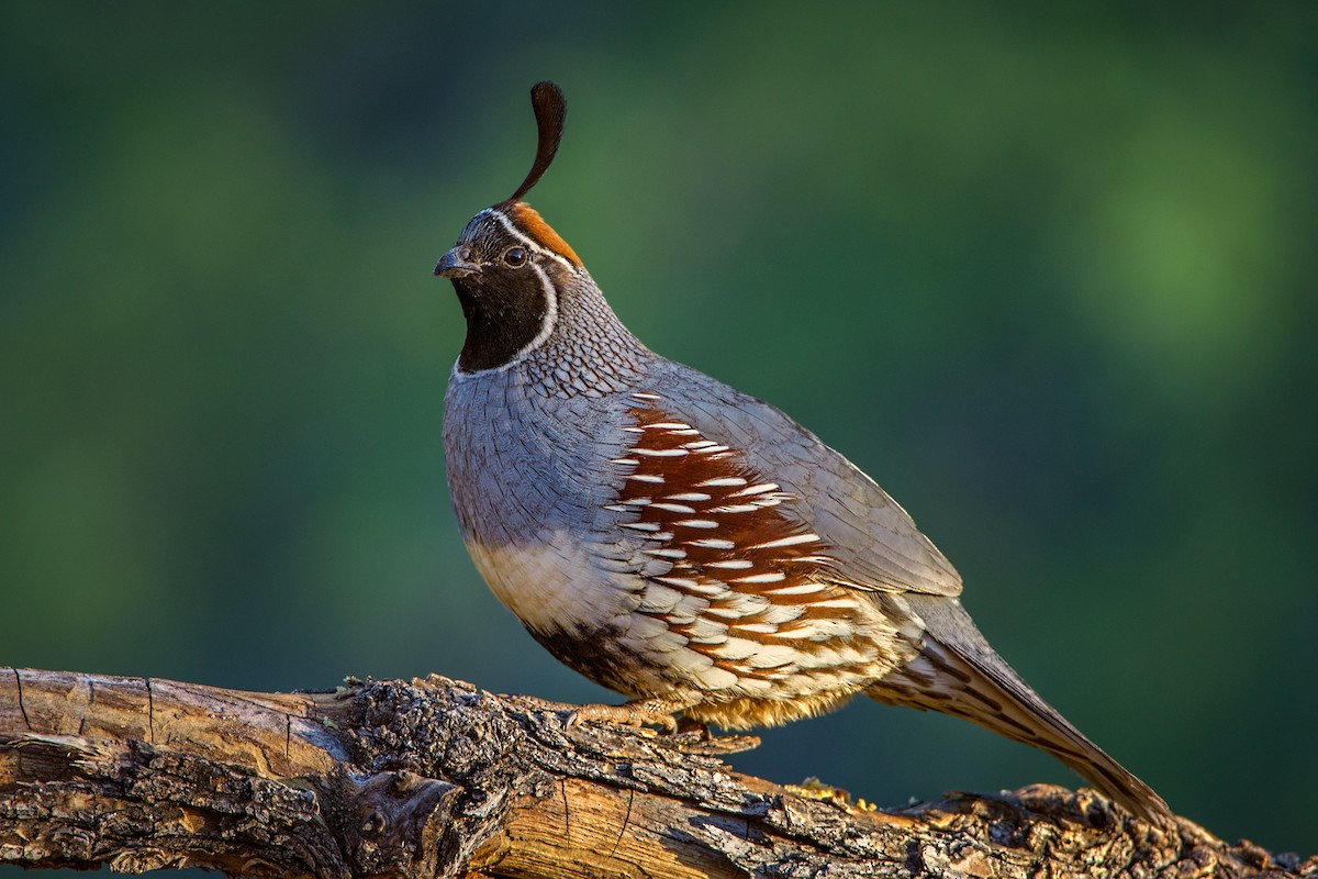 Gambel's Quail - ML55901851