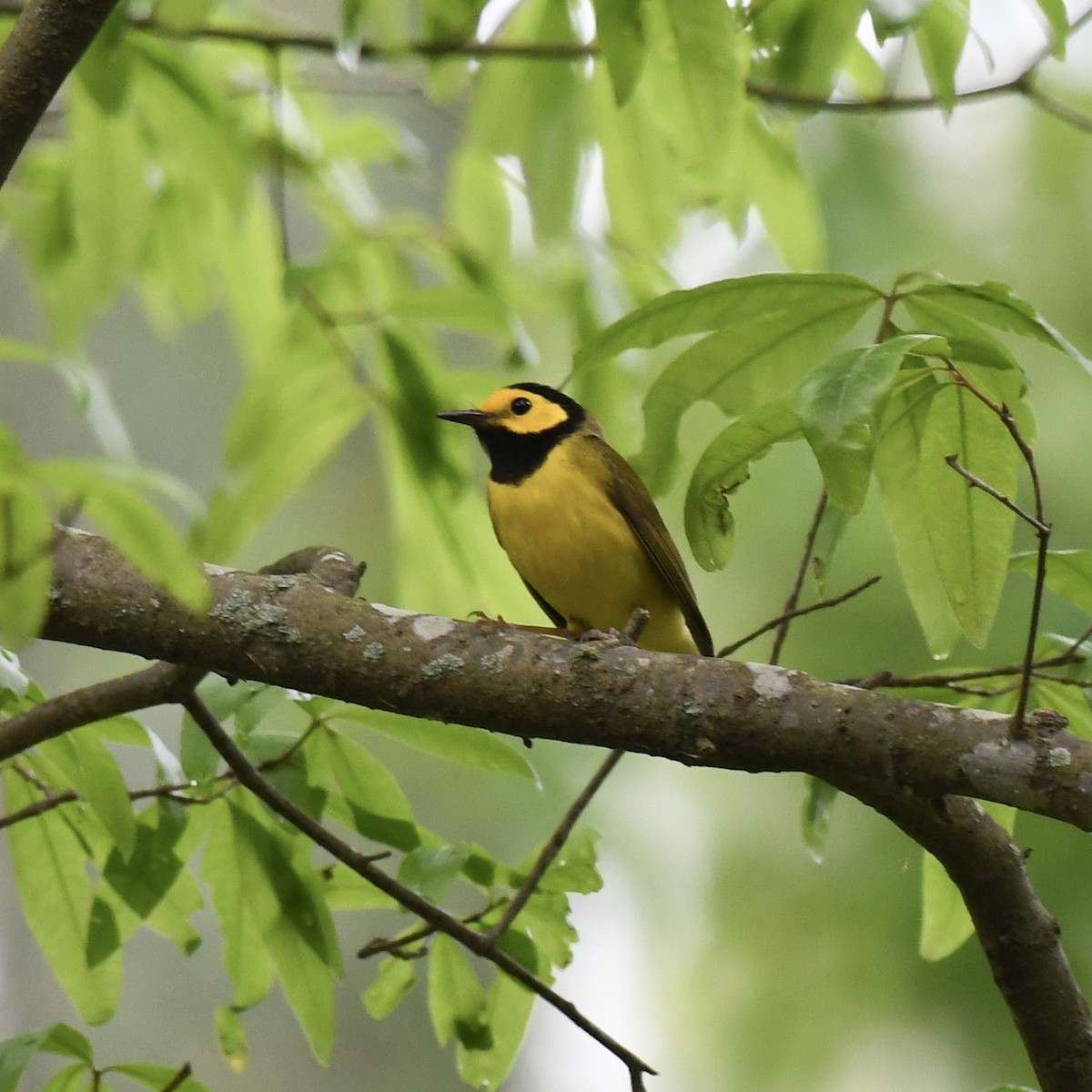 Hooded Warbler - ML559018791