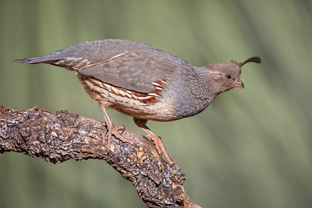 Gambel's Quail - ML55901911