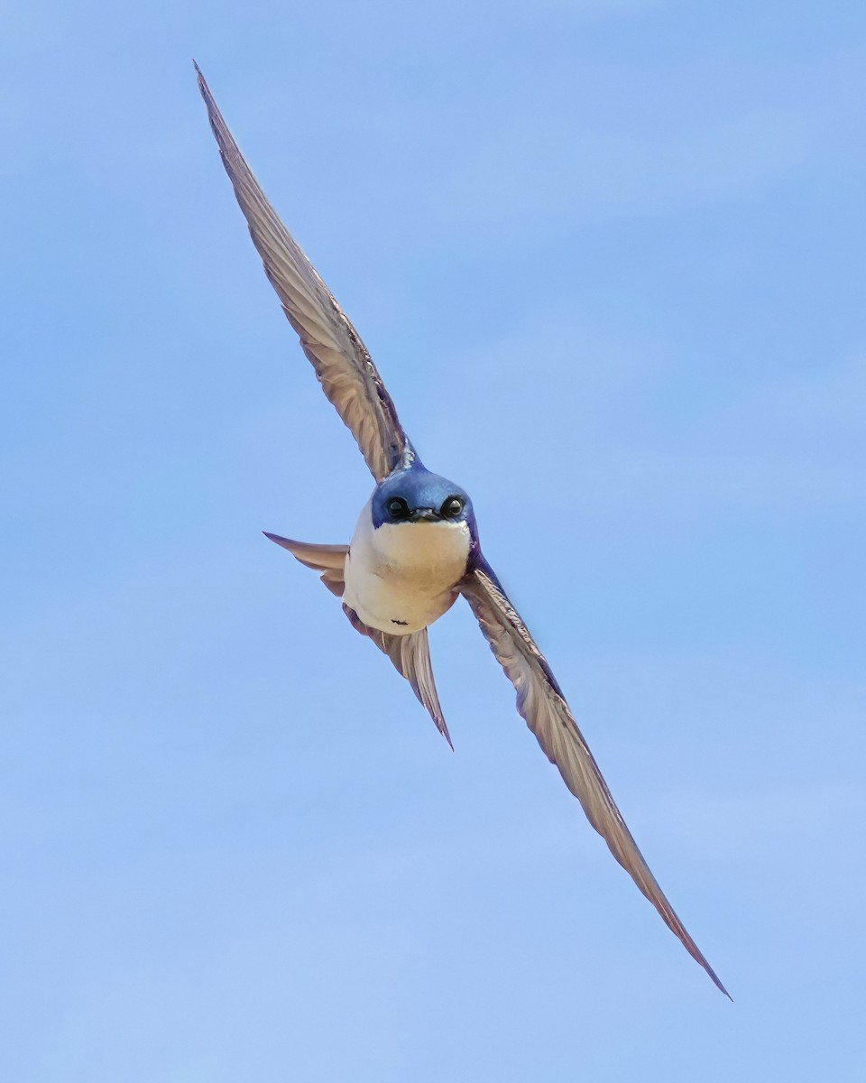 Hirondelle bicolore - ML559019121