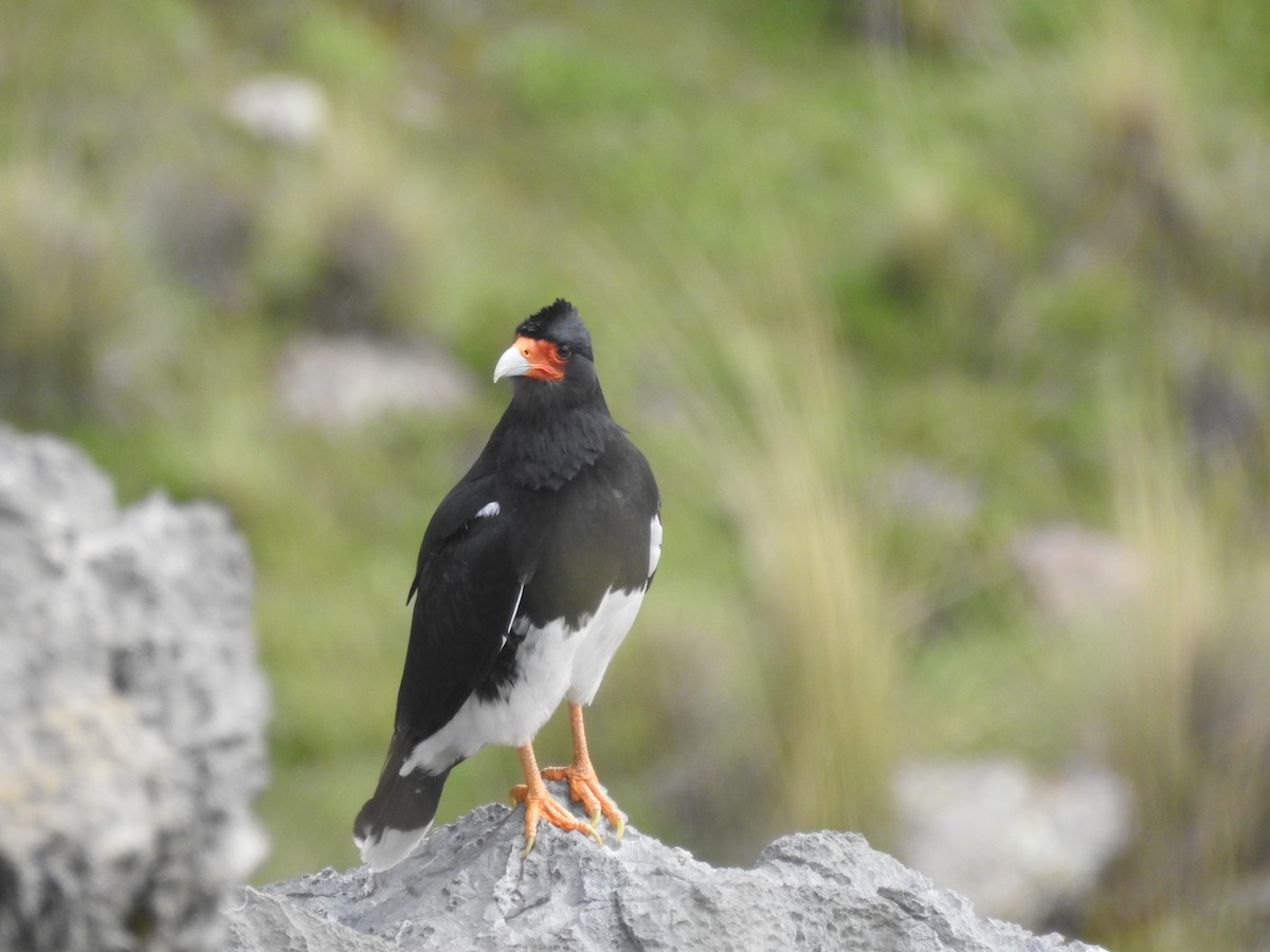 Mountain Caracara - ML559019361