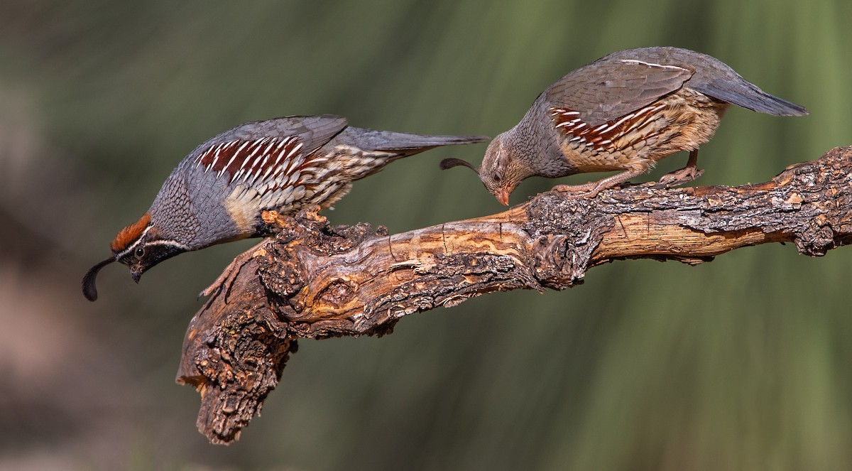 Gambel's Quail - ML55901951