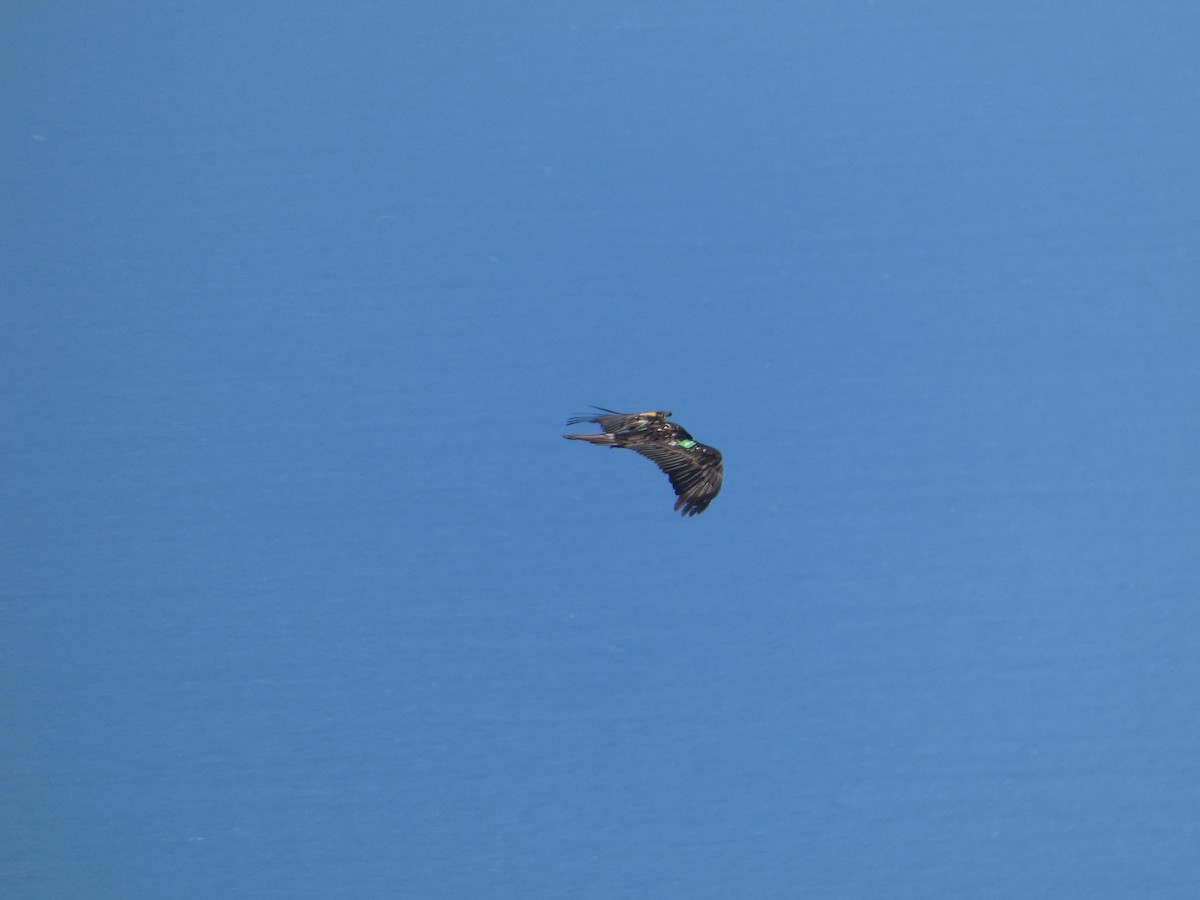 Bearded Vulture - ML559020471