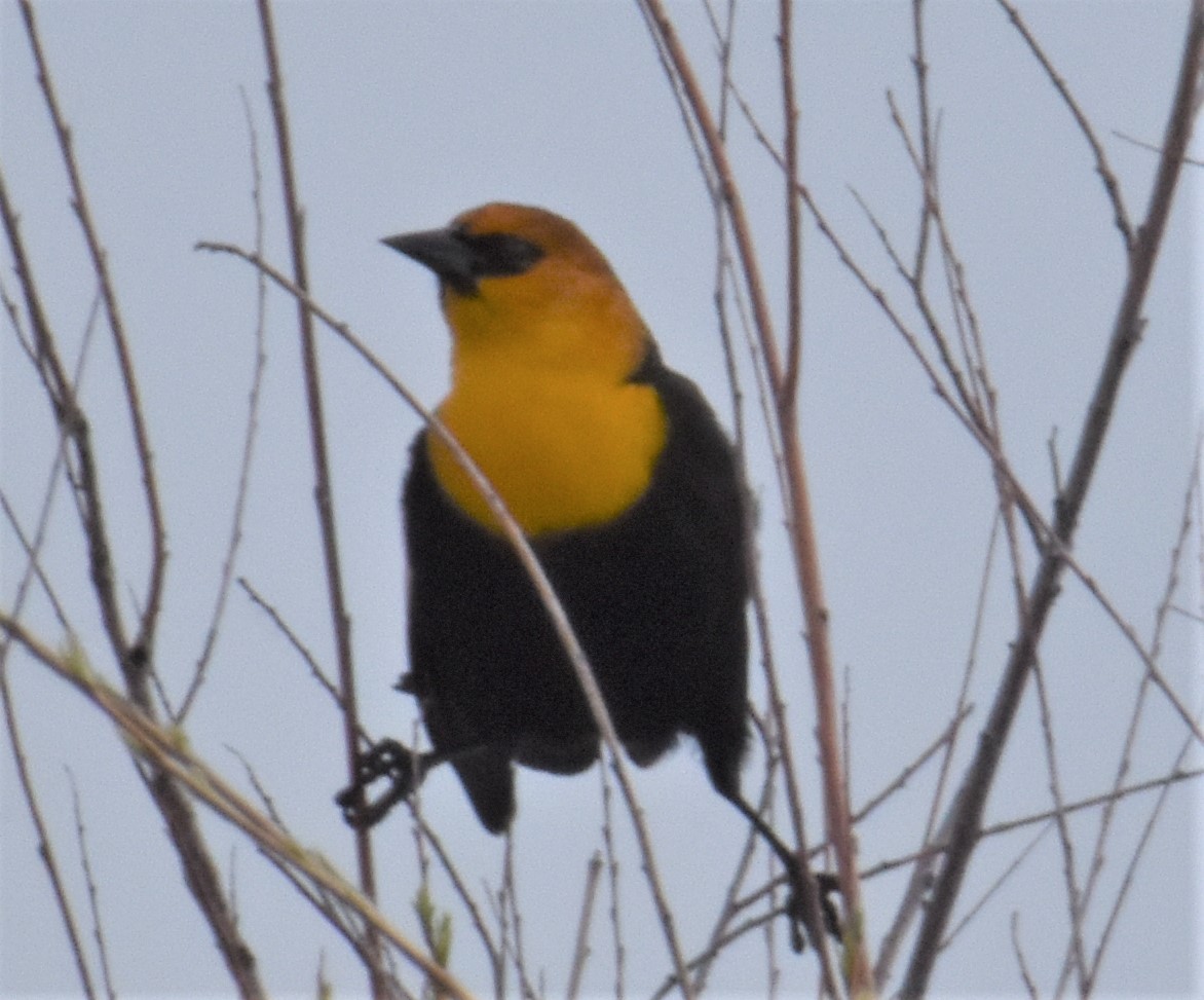 Yellow-headed Blackbird - Alec Andrus