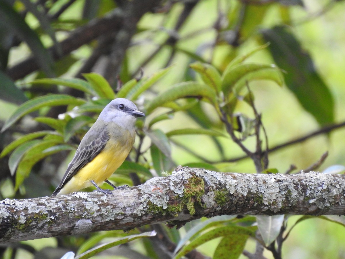 Tropical Kingbird - ML559023121