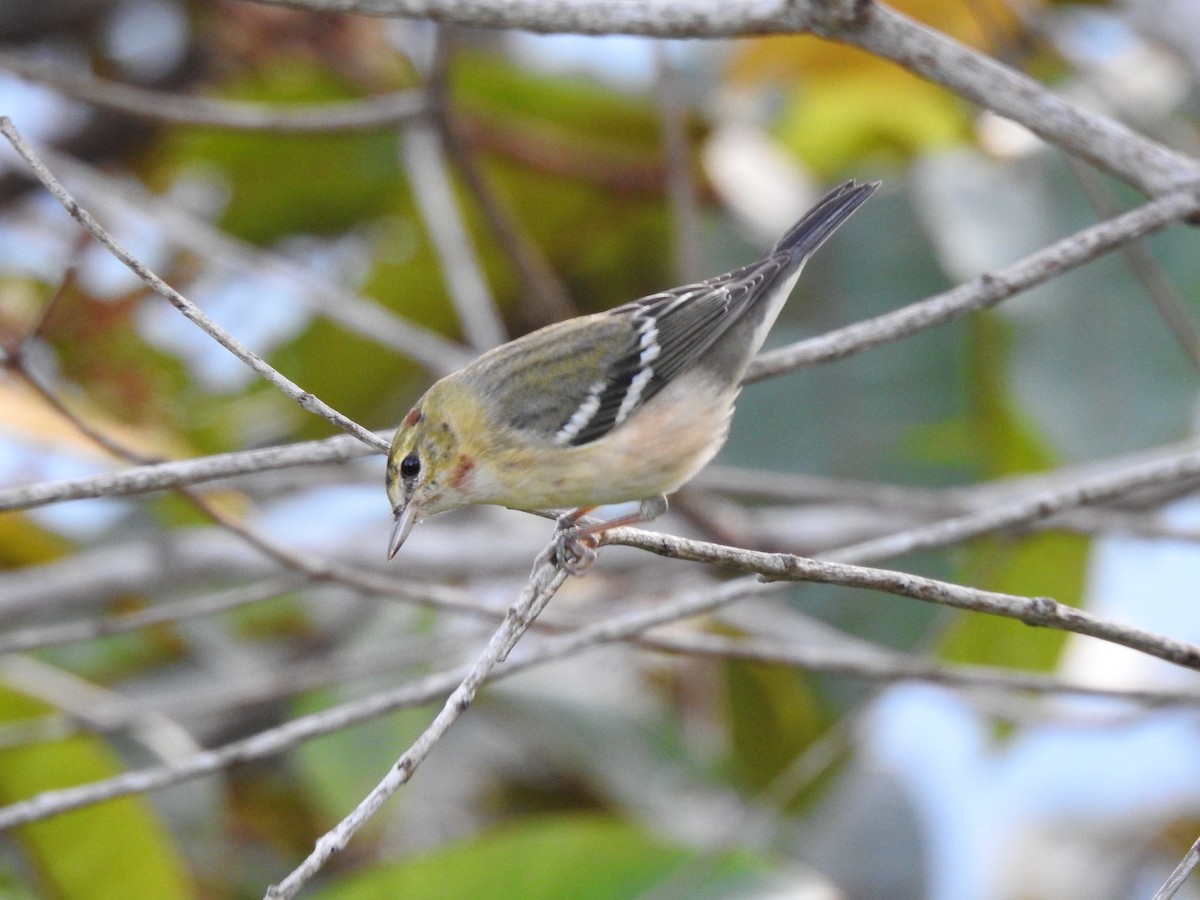 Bay-breasted Warbler - ML559023281