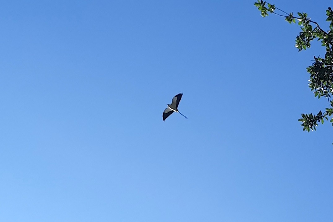 Swallow-tailed Kite - Scott Schwenk