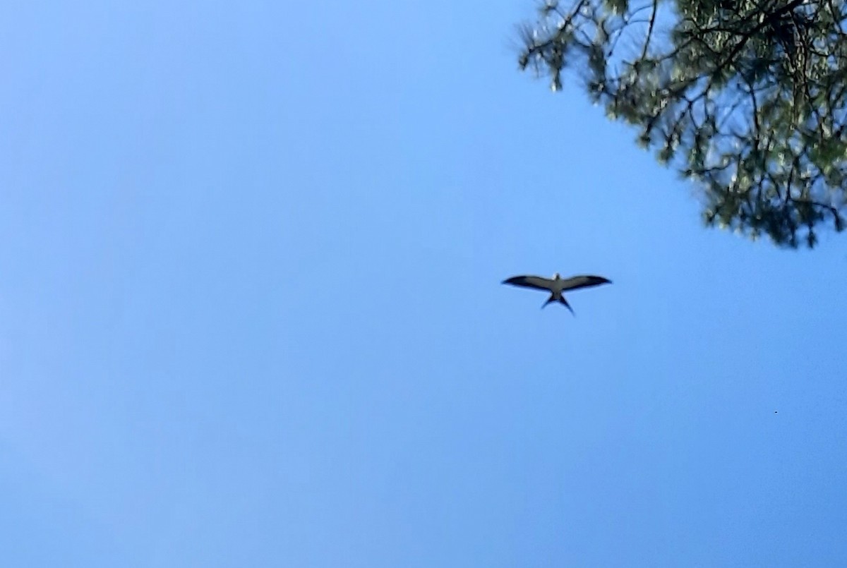 Swallow-tailed Kite - Scott Schwenk