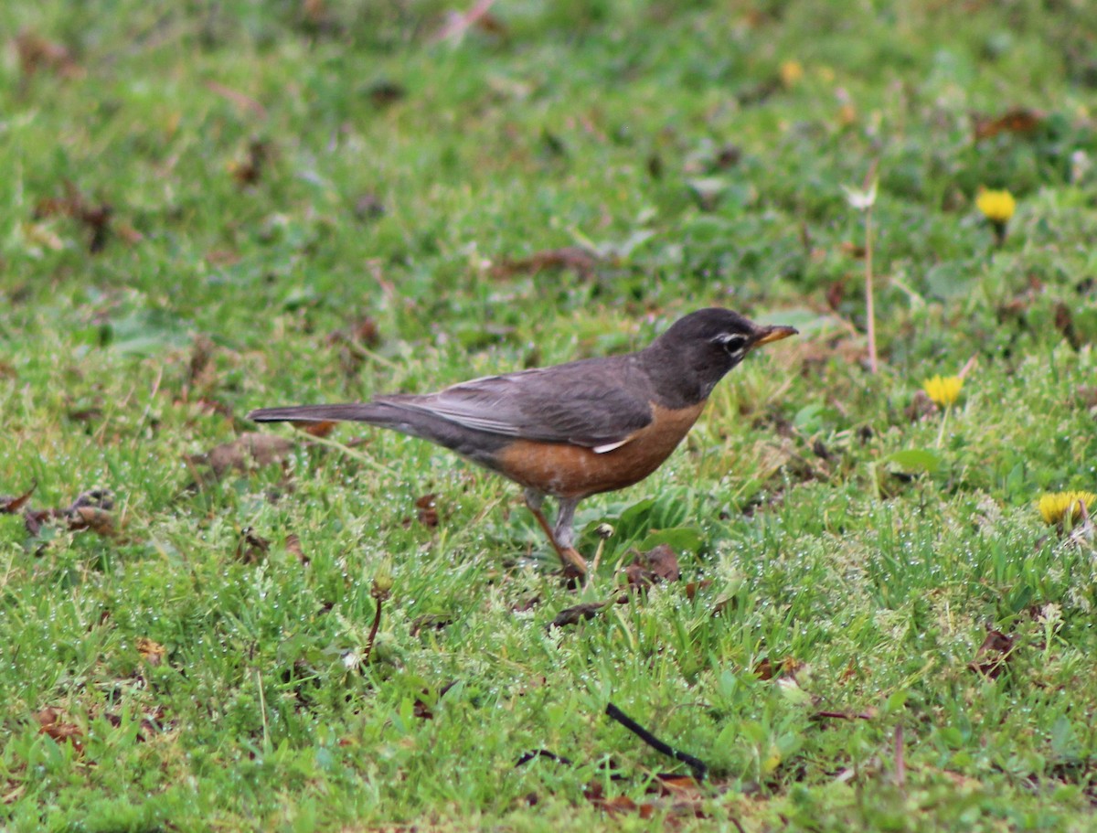 American Robin - ML559023981