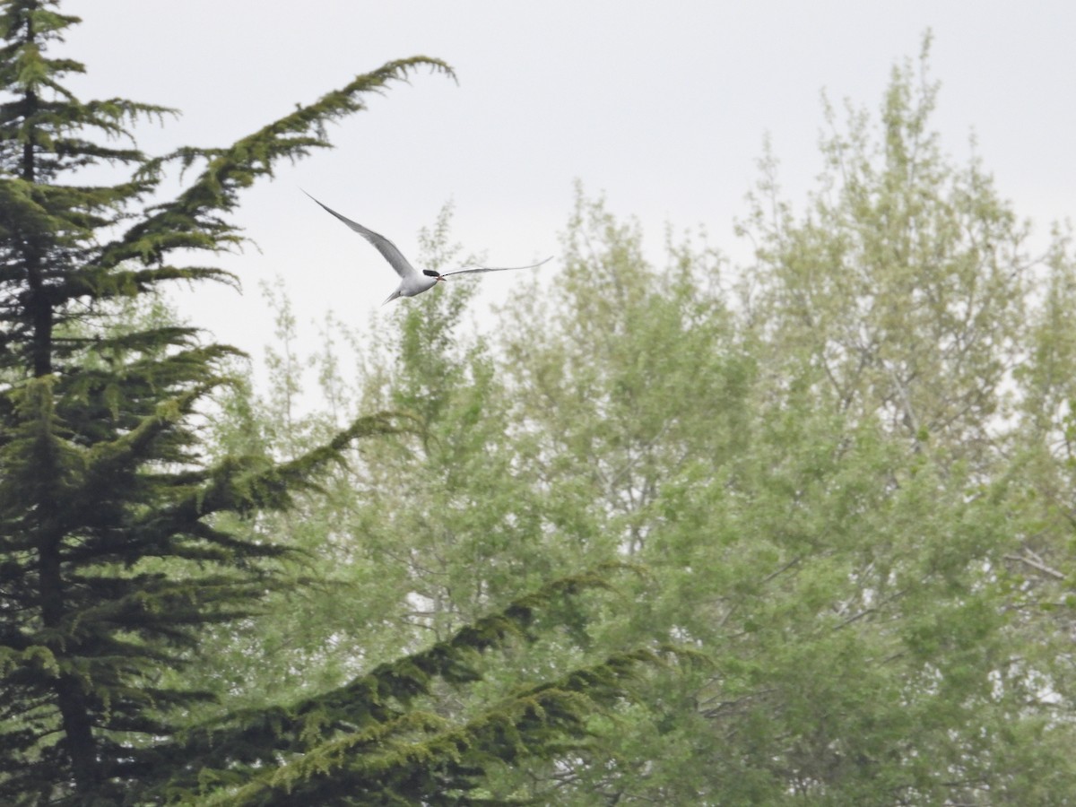 Common Tern - ML559024421