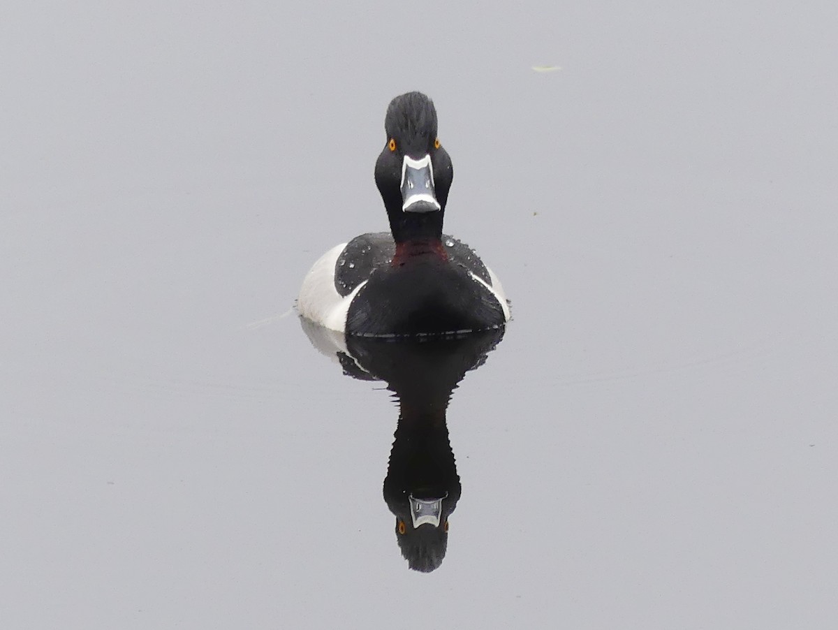 Ring-necked Duck - ML559024471