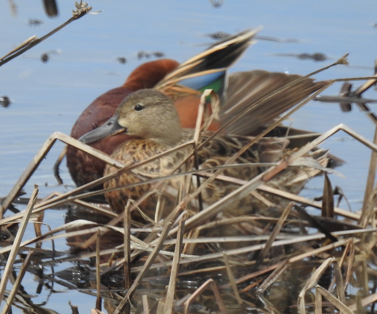 Cinnamon Teal - ML55902461