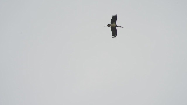 Black Stork - ML559024881