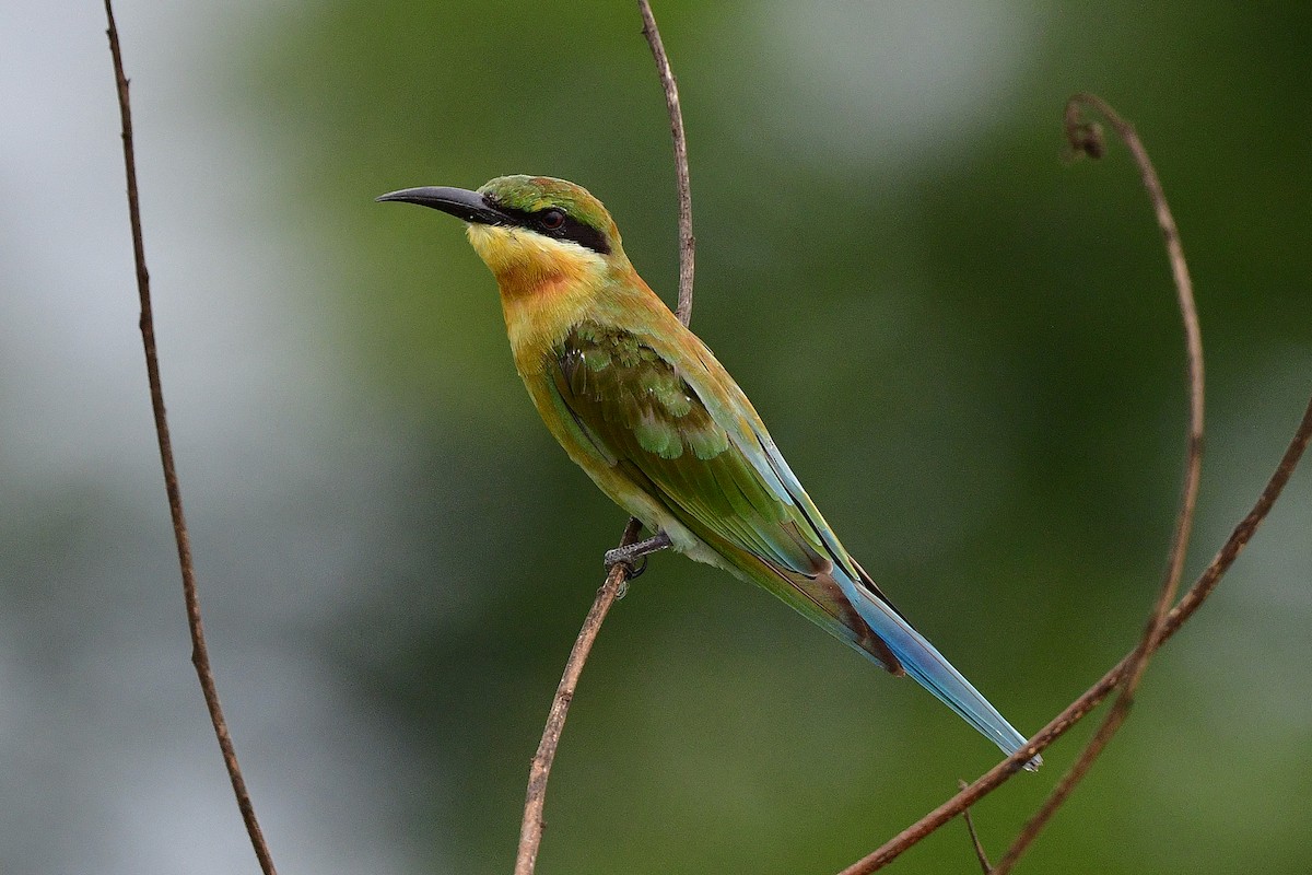 Blue-tailed Bee-eater - ML559025941