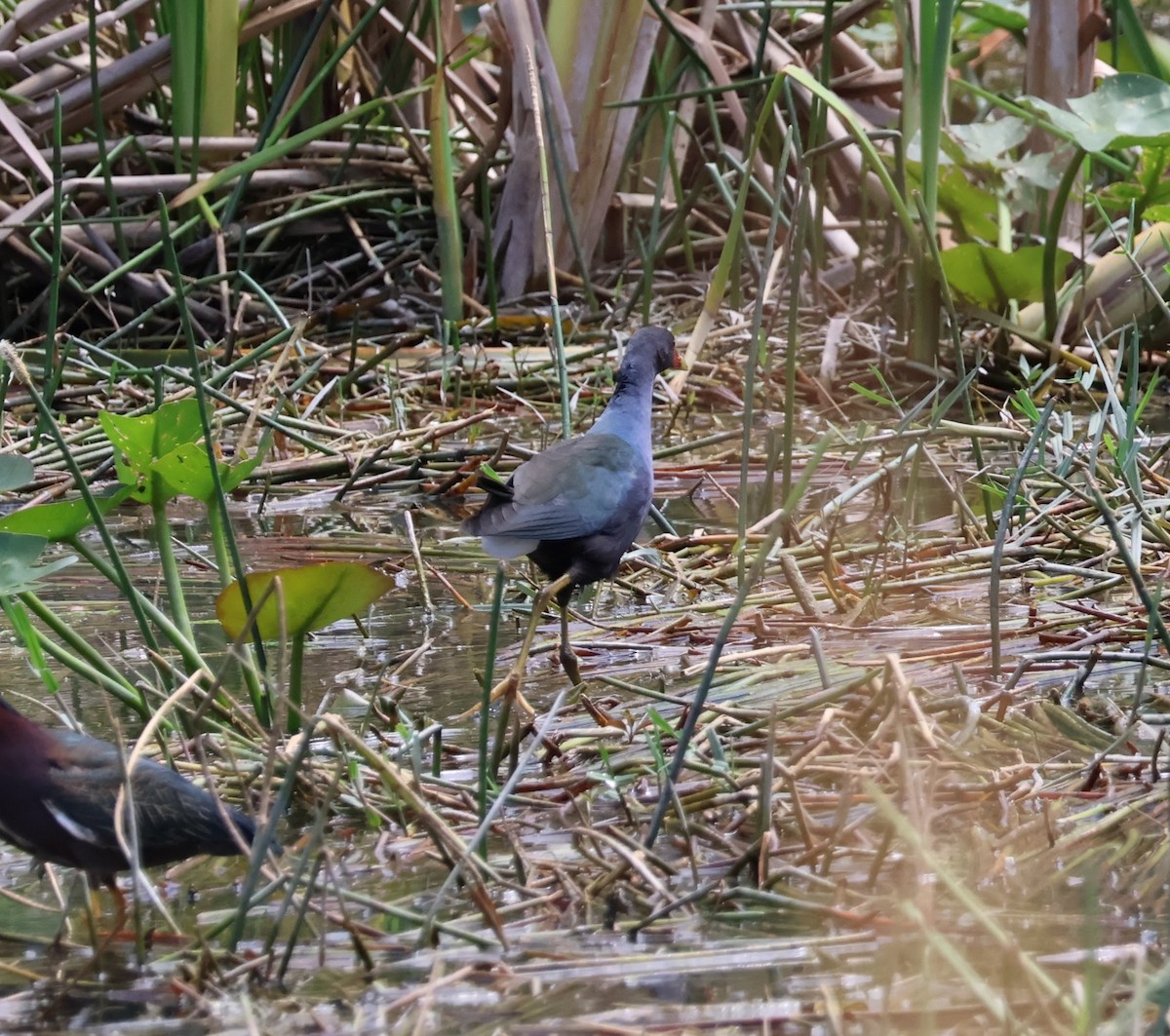 Purple Gallinule - ML559026261