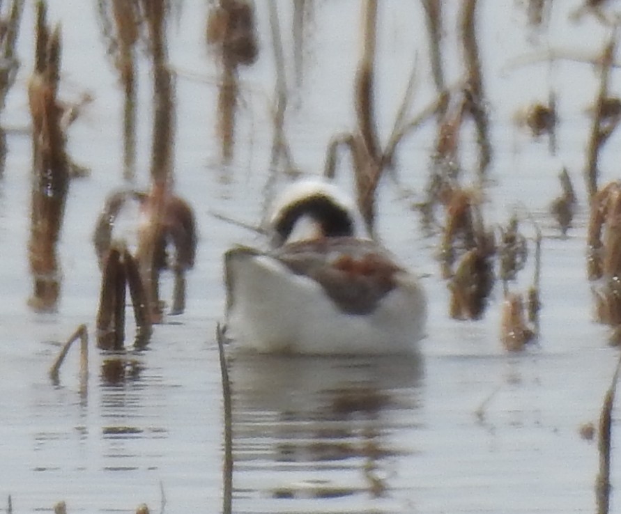 Wilson's Phalarope - ML55902681