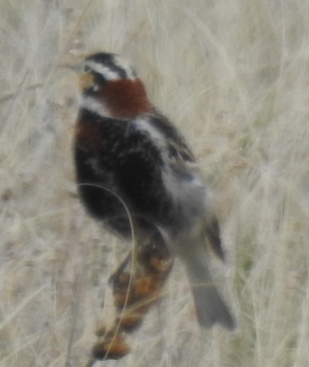 Chestnut-collared Longspur - ML55902731