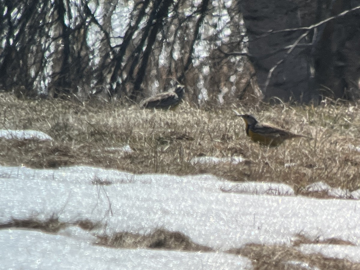 Eastern Meadowlark - ML559027461