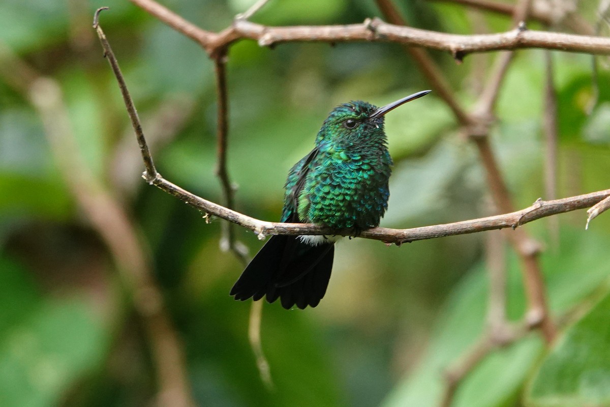 Blue-chinned Sapphire - Jorge Velasquez