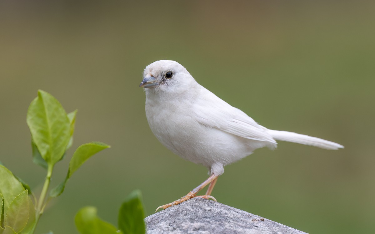 Song Sparrow - ML559027851