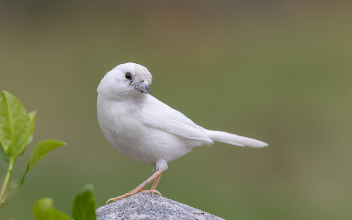 Song Sparrow - ML559027861