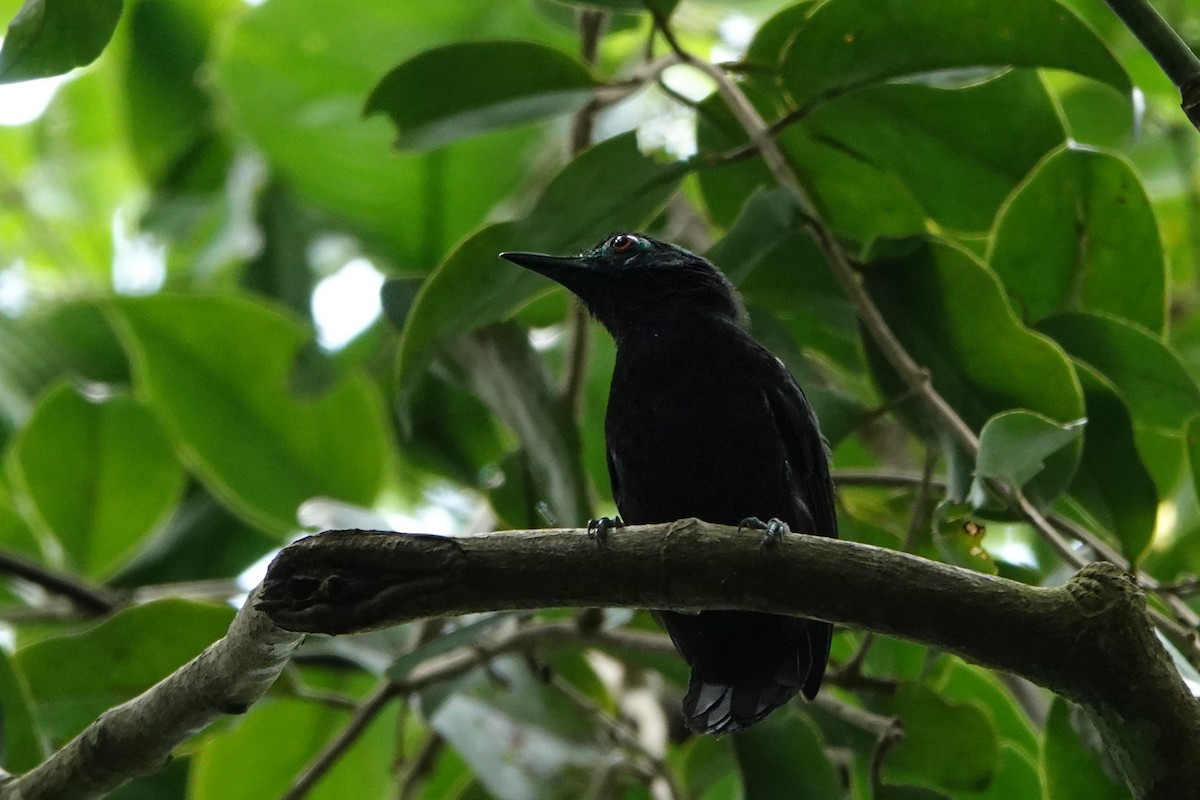 White-shouldered Antbird - Jorge Velasquez